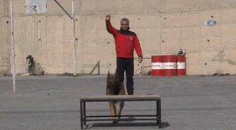 İzmir'in Şampiyon Köpeği