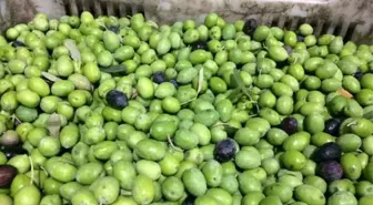 Mut'ta 367 Bin Ton Zeytin Rekoltesi Gerçekleşti