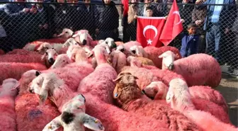 Yozgatlı Çobanlar Kınaladıkları Kurbanları Mehmetçiğe Gönderdi