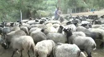 Bursa Damızlık Koyun Keçi Birliği Başkanı Oran: '300 Koyun Projesi Cumhuriyet Tarihi Boyunca...