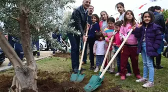 Tece Sahiline Zeytin Ağacı Dikildi