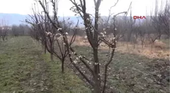 Tokat'ta Erik Ağaçları Çiçek Açtı