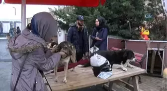 Ünlü Sanatçılar Barınak Hayvanları İçin Bir Araya Geldi