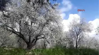 Muğla Datça'nın Badem Çiçekleri Ressamlara İlham Kaynağı Oldu