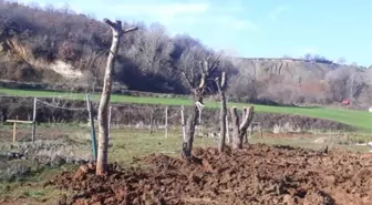 Belediyeden Ağaç Katliamı İddialarına Cevap