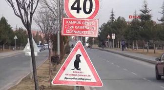 Kayseri Gelengi ve Karganın Mücadelesi Kameralara Yansıdı