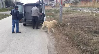 Kısırlaştırılan Sokak Hayvanları Mikroçiplerle de Takip Ediliyor