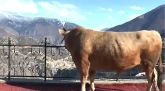 Güreş Öncesi Boğalara 'Ayak Bakımı'