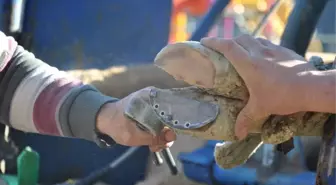 Şampiyon Boğalar İçin Özel Nalbant Getirildi