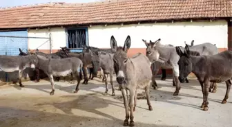 Turizm Sektörünü Bıraktı, Eşek Sütü Üretimine Başladı