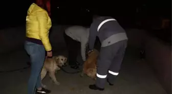 Köpeklerini Kemerle Döven Şahıs Gözaltına Alındı