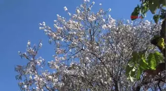 Mersin-Anamur'da Ağaçlar Çiçek Açtı