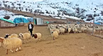 Erzincan'da Bir Yılda 150 Bin'den Fazla Hayvan Satıldı