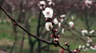 Mersin'de Kayısı Ağaçları Erken Çiçek Açtı