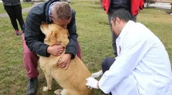 Sokak Hayvanlarının Rutin Aşı Takvimi Uygulamaya Devam Ediyor