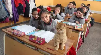 Kedi Tombi Yeniden Okula Döndü