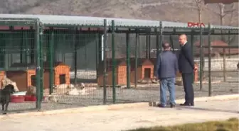 Tokat Turhal'a 1 Milyon Lira Maliyetli Hayvan Barınağı Yapıldı