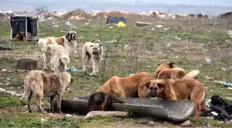 Edirne'de 500 Köpek Birden Ortadan kayboldu