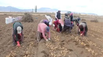 Patatese Verilen Teşvik Çiftçiyi Rahatlatacak