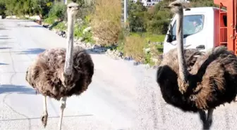 Bodrum Yollarındaki Deve Kuşları Bihter ve Behlül, Sürücüleri Şaşkına Çevirdi