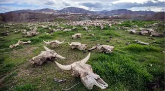 Tokat'ta Hayrete Düşüren Manzara! Boş Arazide Yüzlerce Hayvan Kafatası Bulundu