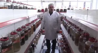 Rekortmen Turşucunun'Probiyotikli Turşuları'Na İlgi