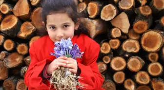 Baharın Müjdecisi Nevruz Çiçekleri Açtı