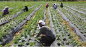 Tarımsal Verimliliğe Katkı Sağlayacak Yenilik