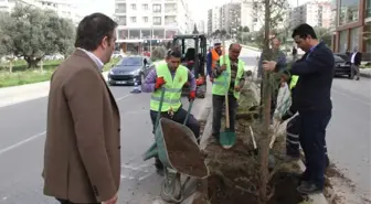 Buca'ya Her Gün 30 Ağaç