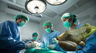 Ağrılarından Kurtulmak İçin 3 Tane Kurbağa Yedi, Göğsünden Devasa Bir Solucan Çıkartıldı