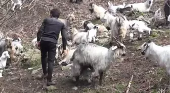 Keçilere Fısıldayan' Adama Sosyal Medyada İlgi