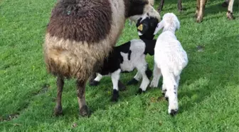 Muş'ta Koyun ve Kuzuların Buluşması Renkli Görüntülere Sahne Oldu