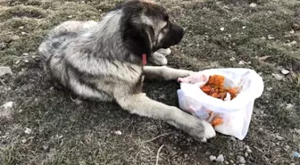 Yaralı Köpeğe Çaldıran Belediyesi Ekipleri Sahip Çıktı