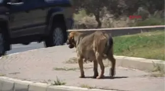 Muğla Zehirli Kıyma 6 Köpeği Telef Etti