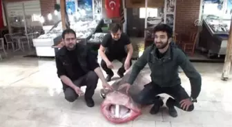 4 Metrelik Köpek Balığı Yakalandı