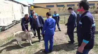 Erzurum-Gözetim Altındaki Düveye Özgürlük Yolu Göründü-Hd