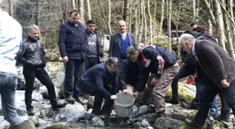 Fırtına Deresine 230 Bin Yavru Alabalık Bırakıldı