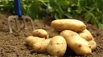 Gürcistan, Türkiye'den Patates Alımını Durdurdu