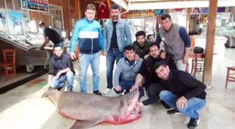 Mersin'de 400 Kiloluk Köpek Balığı Yakalandı