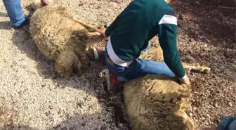 Bayırbucak Türkmenleri'nden Mehmetçik'e Kurban