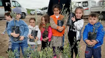 Zeytin Fidanları Toprakla Buluştu