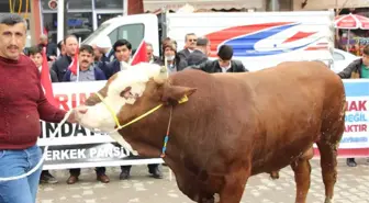 Mehmetçik İçin Alınan Kurbanlıklar Yola Çıktı