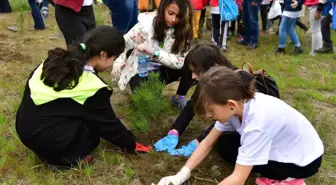 Ünye'de Ağaçlandırma Çalışması