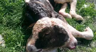 Buzağı Çift Başlı Doğdu, Şanssız Yavrunun Ömrü Kısa Oldu