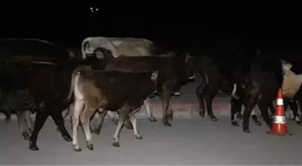 Çoban Uyudu, Başıboş Kalan Danalar Caddeye Kaçtı