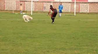 Stadın Kadrolu Köpeği' Yine Görev Başında