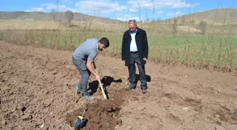 Adilcevaz'da Örnek Ceviz Bahçesi Kuruldu