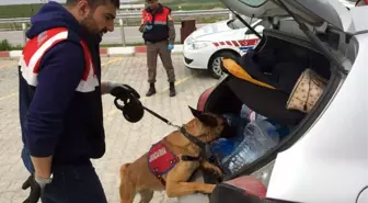 Jandarmadan Köpekli Yol Denetimi