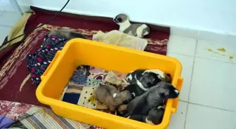 Annesiz Kalan 10 Yavru Köpeğe Bakıyor