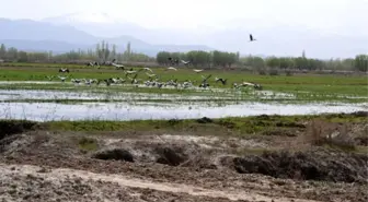 Turnalar Aras Nehrine Gelmeye Başladı